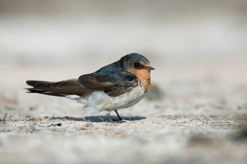 Welcome Swallow (Hirundo neoxena), Victoria, Australia