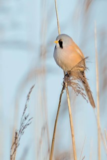 Bearded Reedling (Panurus biarmicus) male, Saxony-Anhalt, Germany