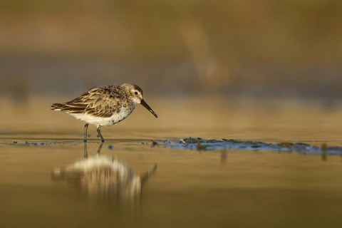 Dunlin (Calidris alpina) foraging, North Rhine-Westphalia, Germany