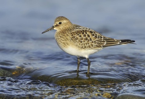 Baird's Sandpiper (Calidris bairdii), British Columbia, Canada
