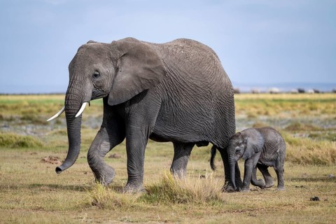 African elephant (Loxodonta africana) with baby, young and dam, Amboseli National Park, Rift Valley