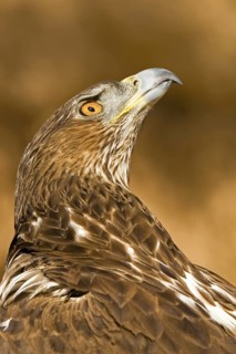 Bonelli's Eagle (Aquila fasciata) female, Castile-La Mancha, Spain