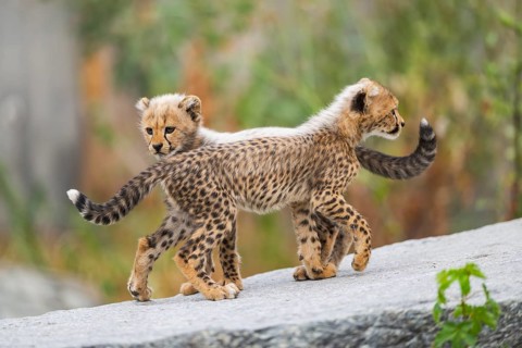 Cheetah (Acinonyx jubatus) youngsters playing with each other, captive, occurrence Africa