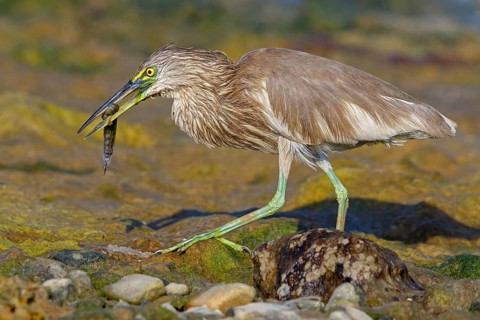 Animal, animals, bird, birds, heron, paddy heron, (Ardeola grayii), heron family, biotope, habitat,