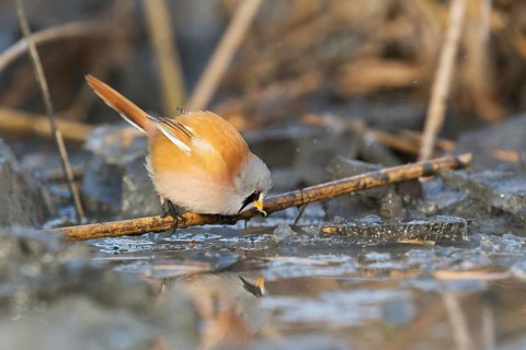 Bearded Reedling (Panurus biarmicus) male foraging, Saxony, Germany