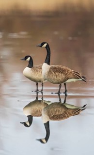 Canada Goose (Branta canadensis) pair on ice, Baden-Wuerttemberg, Germany