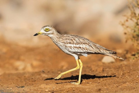 Eurasian Stone-curlew (Burhinus oedicnemus), Negev, Israel