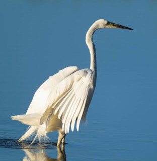 Great White Egret (Ardea alba) standing with open wings in the shallow water zone of a lake, blue