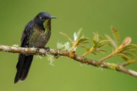 Black-backed Thornbill (Ramphomicron dorsale) perched on a branch in the mountains of Colombia,