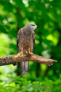 Black Kite (Milvus migrans), adult, alert, perch, Šumava, Czech Republic