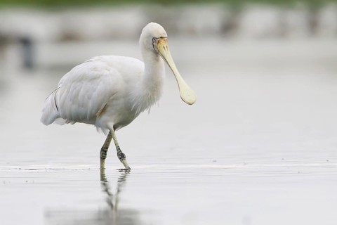 Yellow-billed Spoonbill (Platalea flavipes), Victoria, Australia