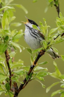 Blackpoll Warbler (Dendroica striata) perched on a branch in Nome, Alaska