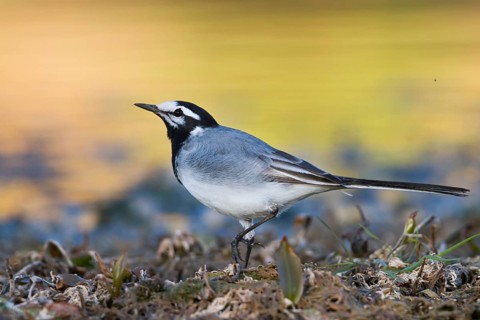 Moroccon Wagtail - Bachstelze - Motacilla alba ssp. subpersonata, Morocco