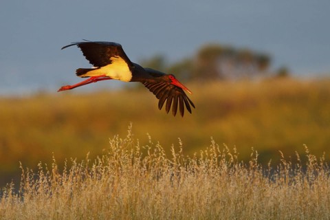 Black Stork (Ciconia nigra) flying, Greece