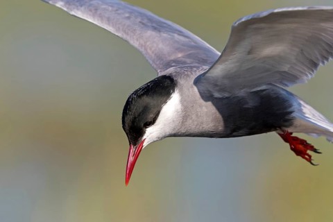 Weißbart-Seeschwalbe, Weißbartseeschwalbe, Whiskered Tern, Chlidonias hybridus, Chlidonias hybrida,