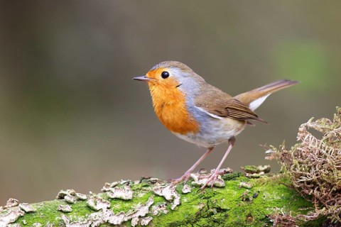 European Robin (Erithacus rubecula) perched on a mossy tree trunk, North Rhine-Westphalia, Germany