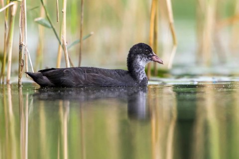 Eurasian Coot (Fulica atra) juvenile, Mecklenburg-Western Pomerania, Germany