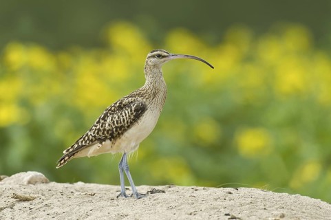 Bristle-thighed Curlew (Numenius tahitiensis), Hawaii, USA