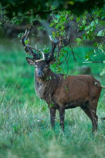 Red deer (Cervus elaphus) with heavy antlers in rut, Klamptenborg, Copenhagen, Denmark