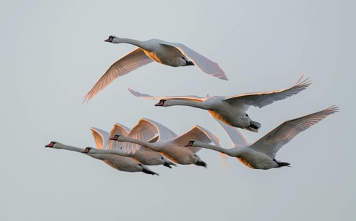 Mute swans (Cygnus olor) in flight, warm morning light, Lower Saxony, Germany