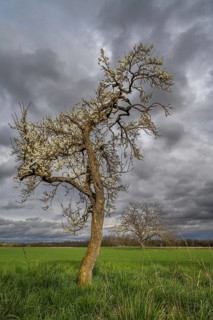 A tree with flowers is seen in a green field. Dark clouds sweep across the sky. The surrounding