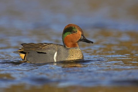 Green-winged Teal (Anas carolinensis) male, British Columbia, Canada