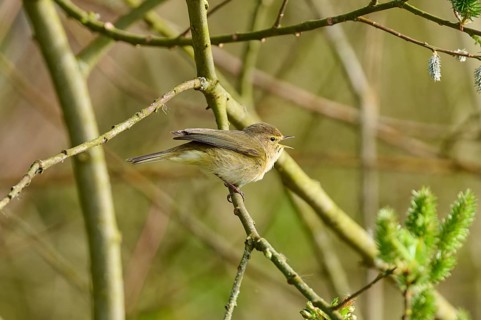 Small bird singing on a branch between green twigs, chiffchaff (Phylloscopus collybita), spring,