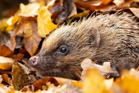 European hedgehog (Erinaceus europaeus) adult animal emerging from a pile of fallen autumn leaves