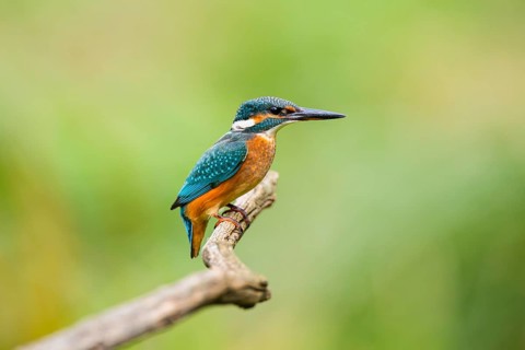 Common kingfisher (Alcedo atthis) sitting on an old wooden branch in late summer, wildife, Bavaria,