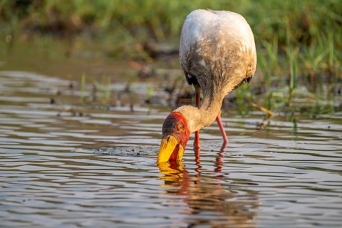 Glutton (Mycteria ibis) in the water foraging on the Chobe River, Ihaha, Chobe National Park,