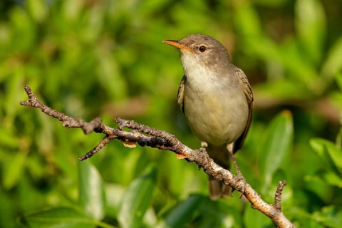 Olive warbler, (Hippolais olivetorum), animal, animals, bird, birds, biotope, habitat, perch,