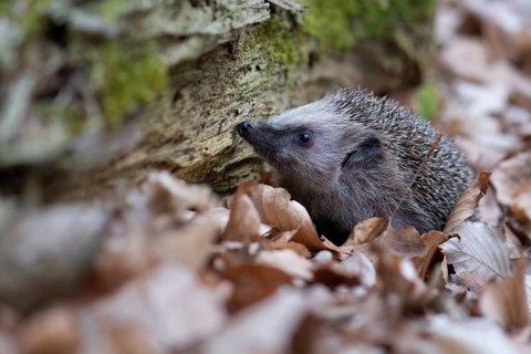 Hedgehog (Erinaceidae) on the forest floor looking for winter quarters, Cloppenburg, Lower Saxony,
