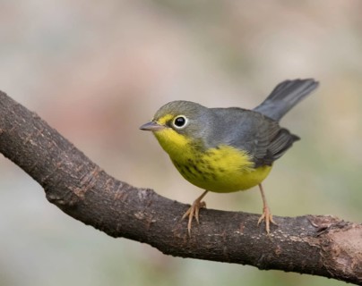 Canada Warbler, Cardellina canadensis, perched in Saskatoon, Canada
