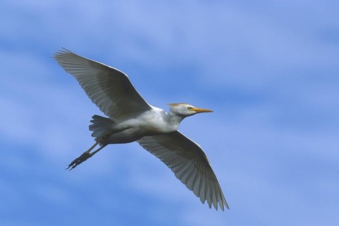 Western Cattle Egret (Bubulcus ibis), Florida, USA