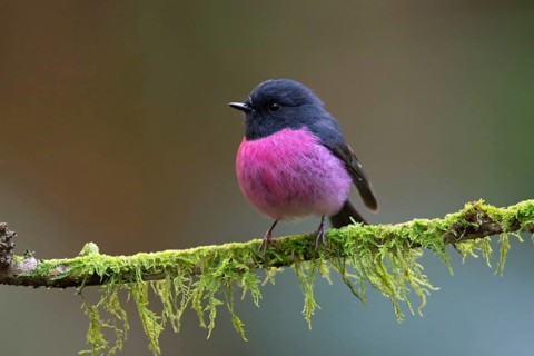 Pink Robin (Petroica rodinogaster) male perched on a mossy branch, Victoria, Australia