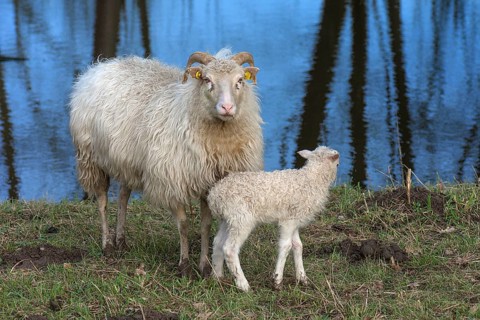 Horned bog nuck with its lamb on the water, Mecklenburg-Western Pomerania, Germany