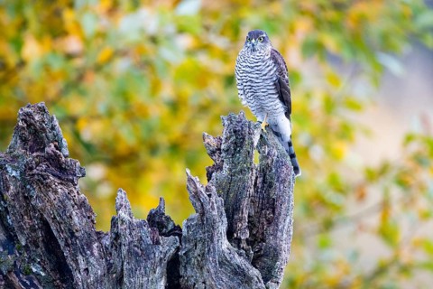 Sparrowhawk (Accipiter nisus) Germany