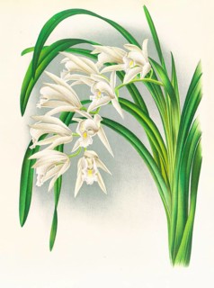 Orchid, Cymbidium mastersi, authentic reproduction of an illustration by Jean Jules Linden (1817 -