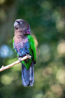Red-fan parrot (Deroptyus accipitrinus) Pantanal Brazil