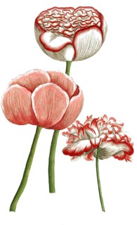 Botany, plants, papaver hortense, variations, opium poppy, papaver somniferum