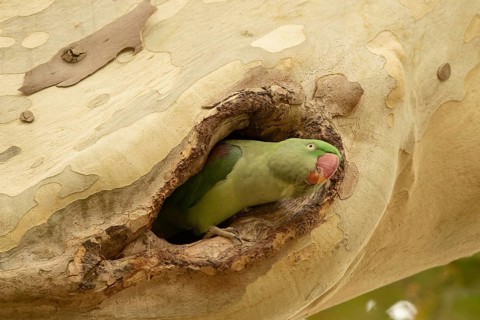 Alexandrine Parakeet (Psittacula eupatria) female peering out from nest hole, Hesse, Germany