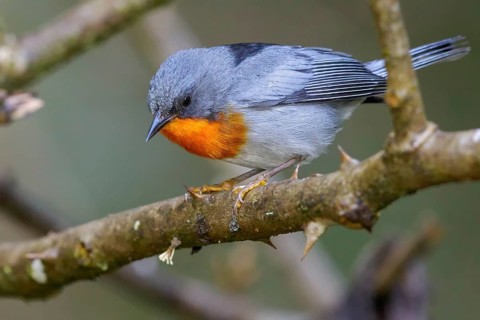 Flame-throated Warbler (Parula gutturalis) perched on a branch in Costa Rica