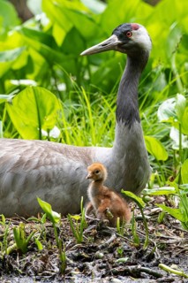 Crane (gurs grus) in nest with chicks, Feldberger Seenlandschaft, Mecklenburg-Vorpommern, Germany