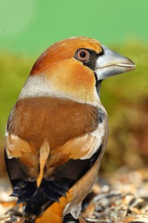 Hawfinch (Coccothraustes coccothraustes), male, animal portrait, North Rhine-Westphalia, Germany