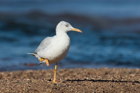 Slender-billed Gull (Chroicocephalus genei) foraging, Eilat, Israel