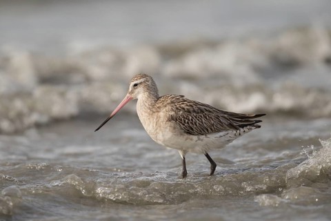 Bar-tailed Godwit (Limosa lapponica) foraging, Gambia