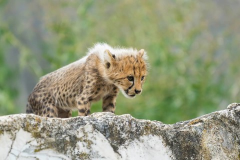 Cheetah (Acinonyx jubatus) youngster standing on a rock, captive, occurrence Africa