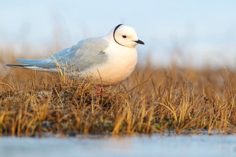 Ross's Gull (Rhodostethia rosea) on the tundra in Northern Alaska