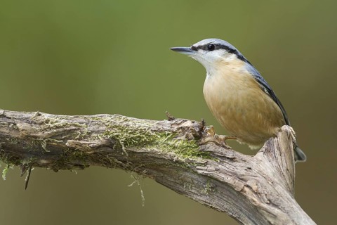 Eurasian Nuthatch (Sitta europaea), Rhineland-Palatinate, Germany