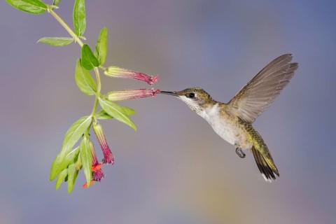 Ruby-throated Hummingbird (Archilochus colubris) female flying while feeding on flower nectar,